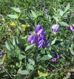 Lathyrus humilis