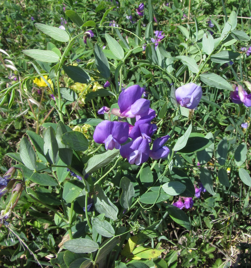 Image of Lathyrus humilis specimen.