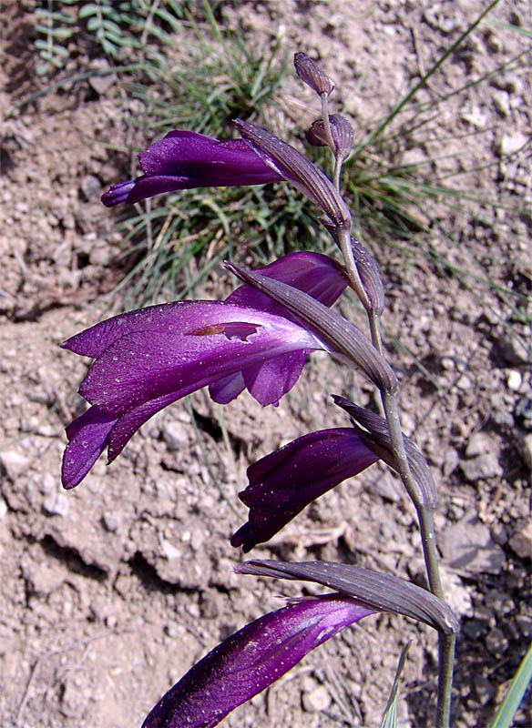 Изображение особи Gladiolus atroviolaceus.