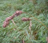 Dactylis glomerata. Соплодие. Курская область, Железногорский район, берег р. Свапа. 16 августа 2007 г.