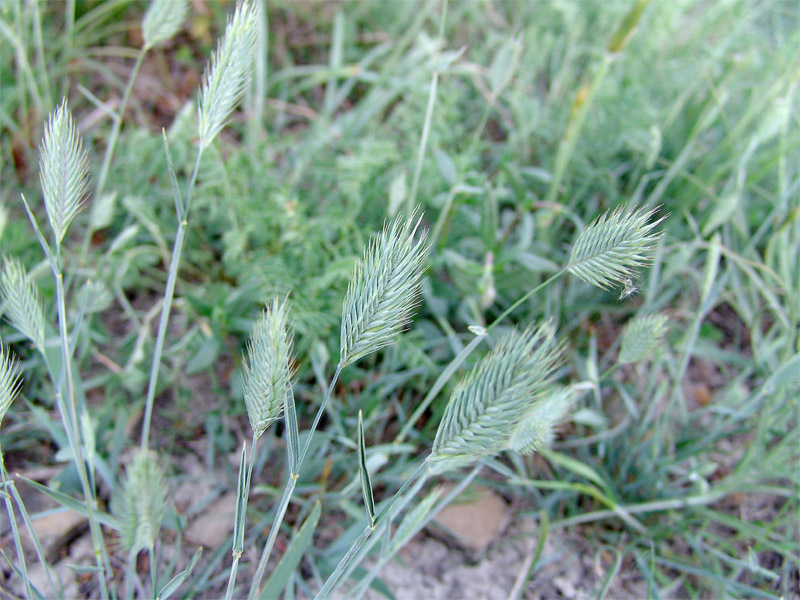 Image of Agropyron pinifolium specimen.