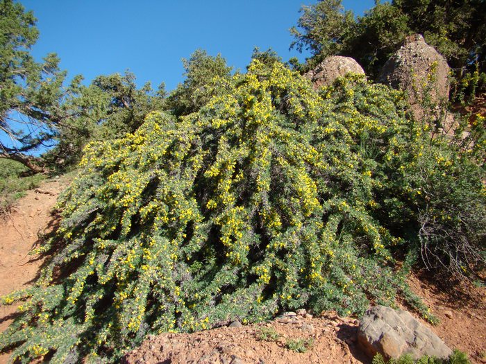 Image of Caragana leucospina specimen.