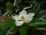 Magnolia grandiflora