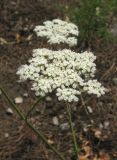 Pimpinella peregrina. Соцветия. Крым, Ялтинский заповедник, окр. пос. Кацивели. 30 июня 2012 г.