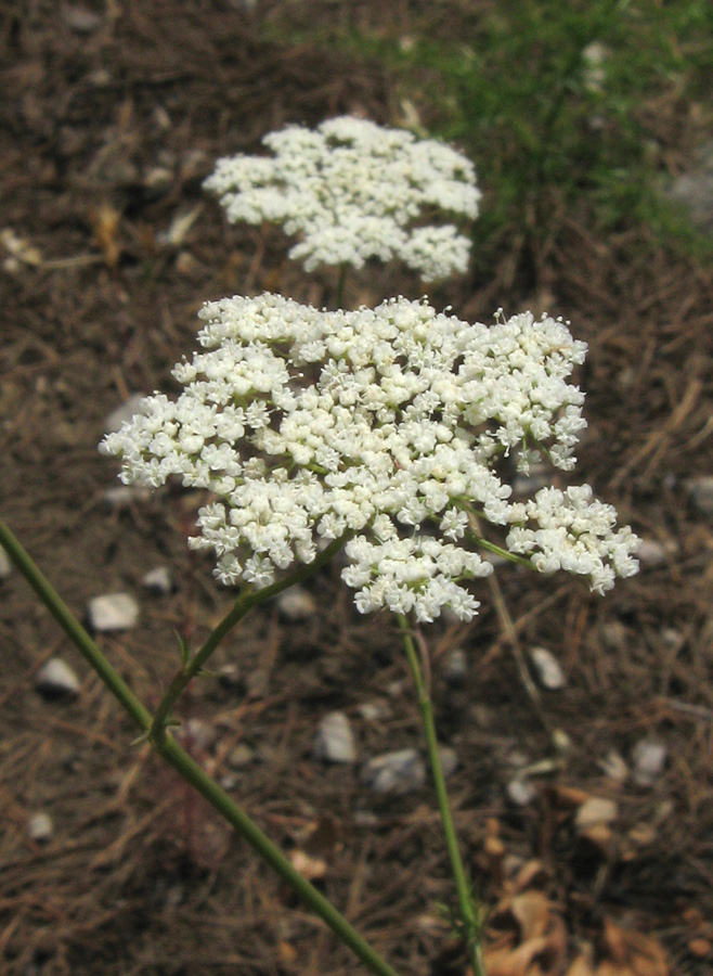 Изображение особи Pimpinella peregrina.