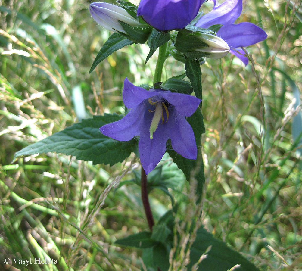 Image of Campanula trachelium specimen.