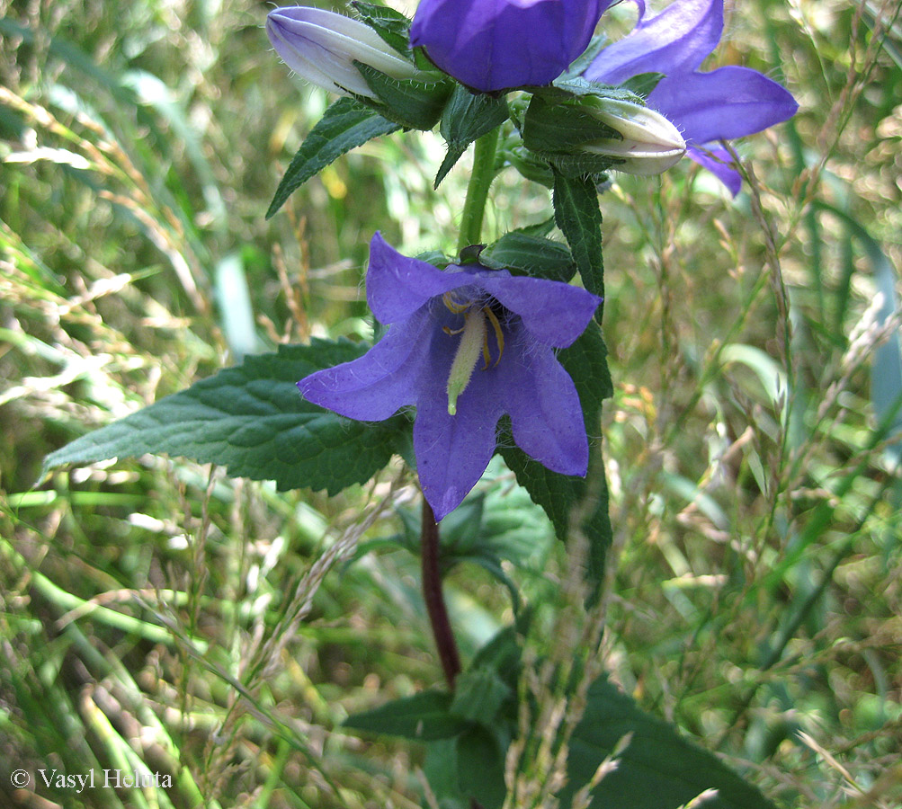 Изображение особи Campanula trachelium.