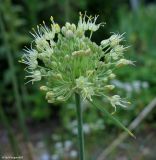 Allium petraeum