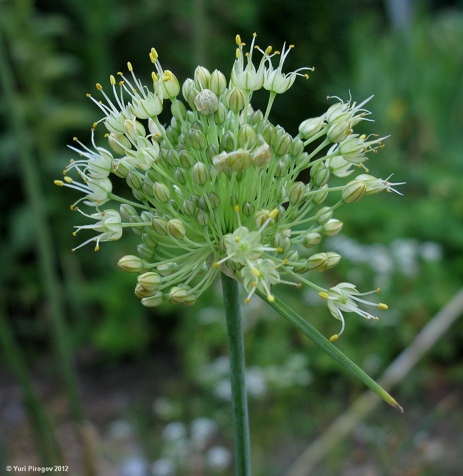 Изображение особи Allium petraeum.