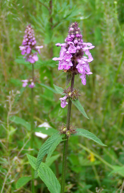Image of Stachys palustris specimen.