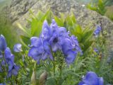 Aconitum nasutum