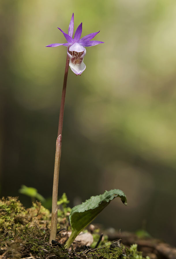 Изображение особи Calypso bulbosa.