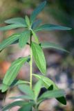 Lithospermum officinale