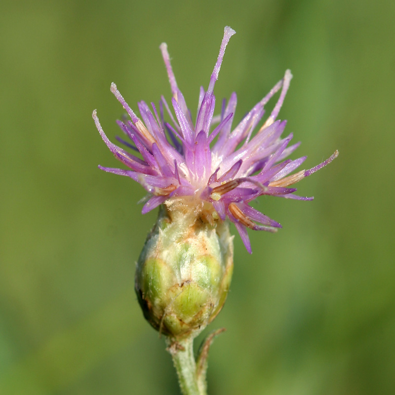 Image of Acroptilon repens specimen.