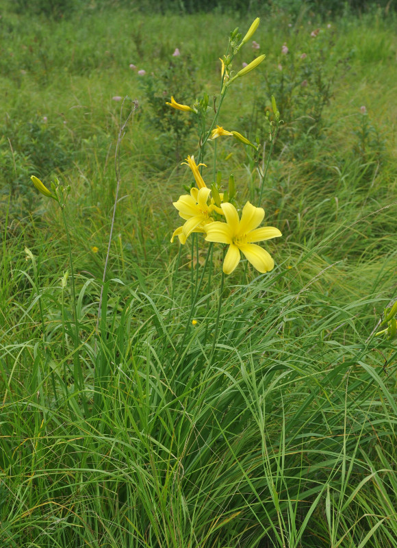 Изображение особи Hemerocallis minor.