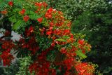 Delonix regia. Ветвь с соцветиями. Таиланд, Бангкок. 24 июня 2012 г.