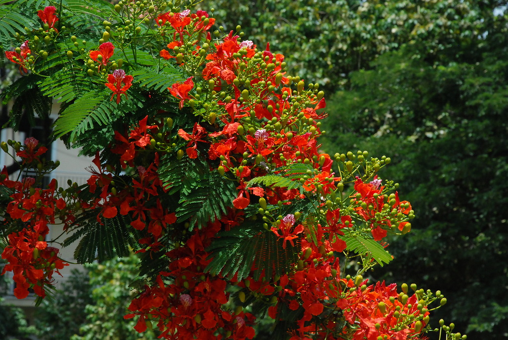 Изображение особи Delonix regia.