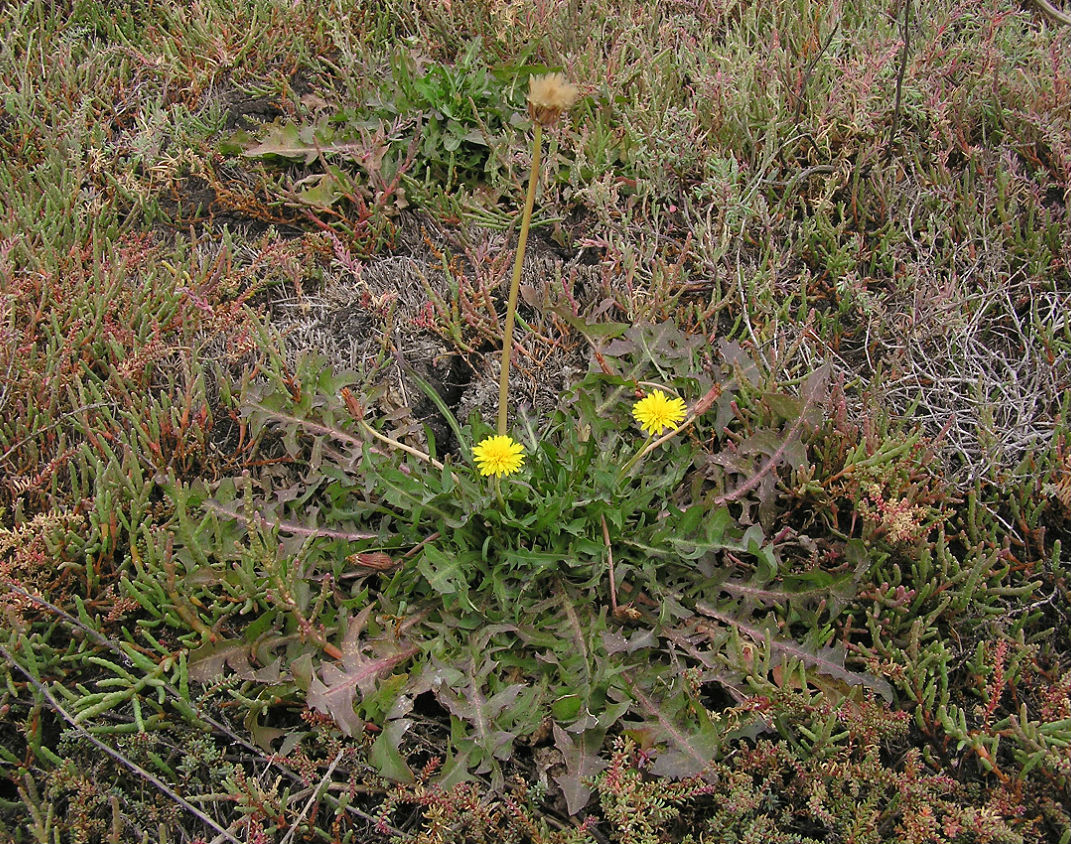 Image of Taraxacum bessarabicum specimen.