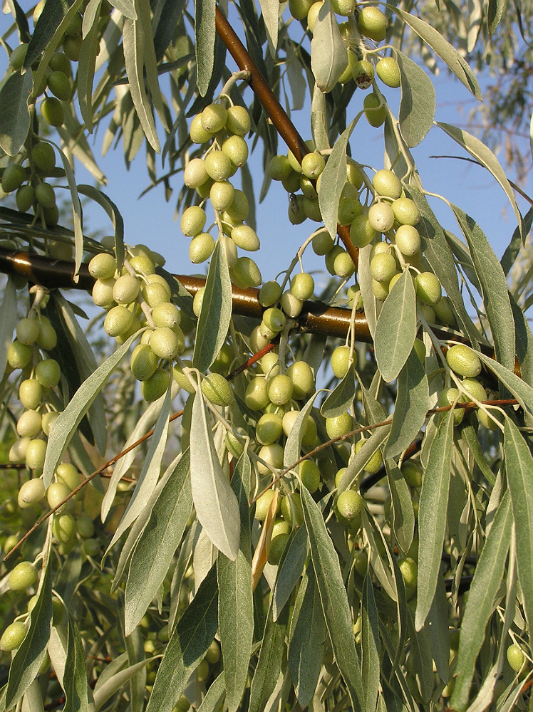 Image of Elaeagnus angustifolia specimen.