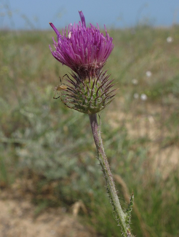 Image of genus Carduus specimen.