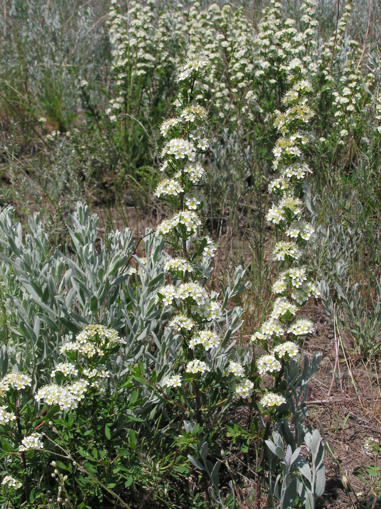 Image of Spiraea hypericifolia specimen.