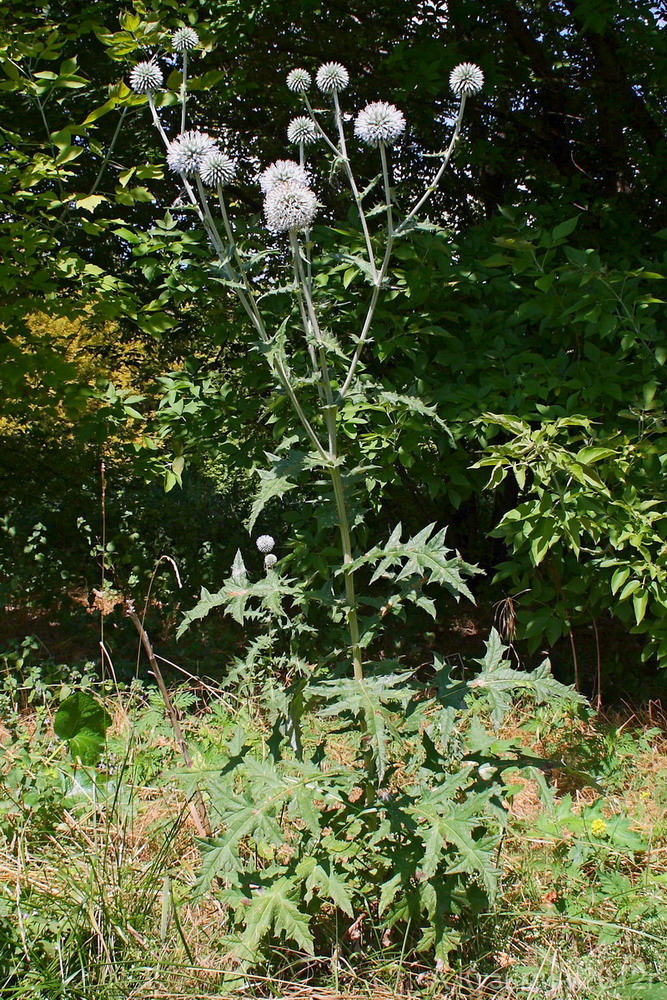 Изображение особи Echinops sphaerocephalus.