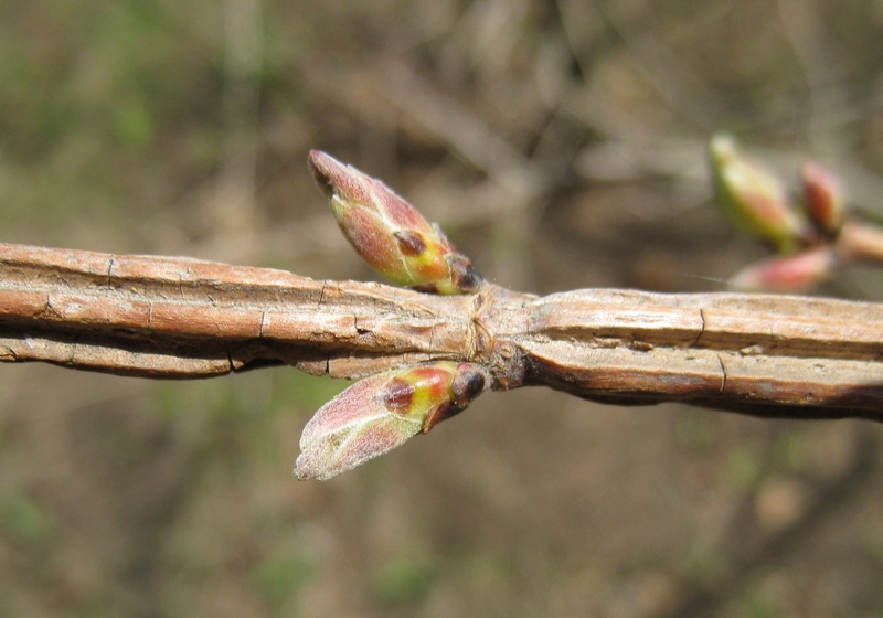 Image of Acer campestre specimen.