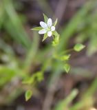 Minuartia hybrida