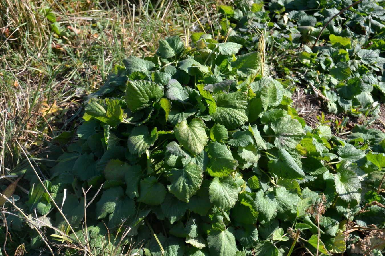 Изображение особи Chaiturus marrubiastrum.