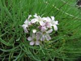 Gypsophila sambukii. Соцветие. Иркутская обл., г. Бодайбо, правый борт р. Бодайбинка, обрывистый каменистый склон. 07.07.2012.