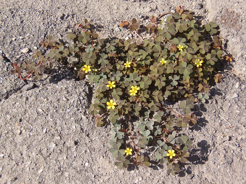 Image of Oxalis corniculata specimen.