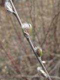 Salix rosmarinifolia. Часть побега с распускающимися соцветиями. Ростовская обл., Усть-Донецкий р-н, станица Усть-Быстрянская. 08.04.2012.