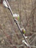 Salix rosmarinifolia