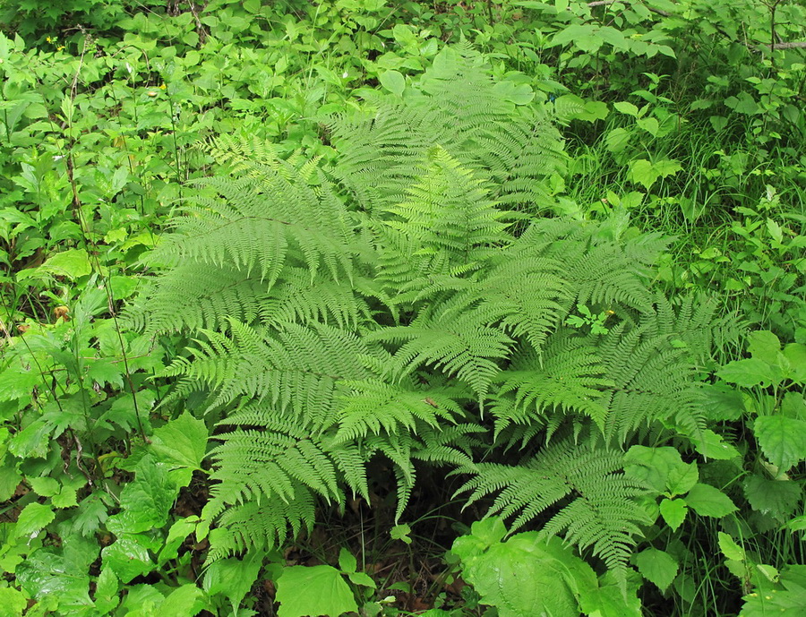 Изображение особи Athyrium monomachii.