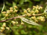 Artemisia integrifolia