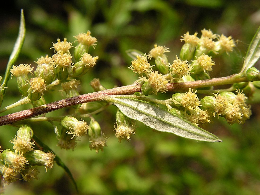 Image of Artemisia integrifolia specimen.