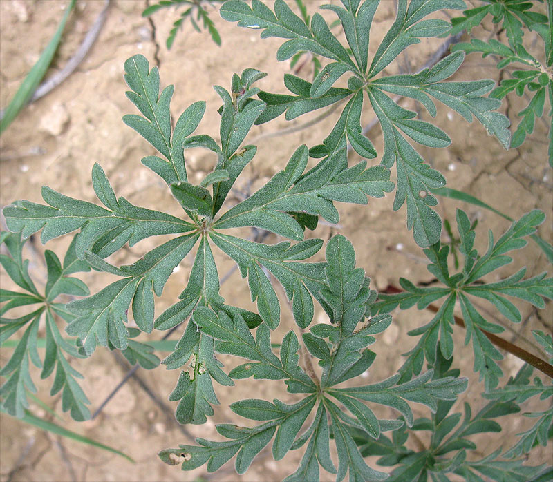 Image of Geranium tuberosum specimen.