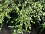 Cotoneaster buxifolius. Часть кроны плодоносящего куста. Хорватия, Истрия, г. Мотовун, небольшой сад у дома. 06.09.2012.
