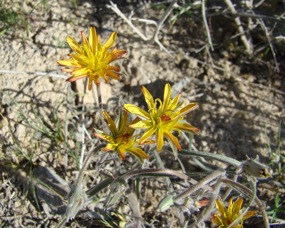 Image of Scorzonera sericeolanata specimen.