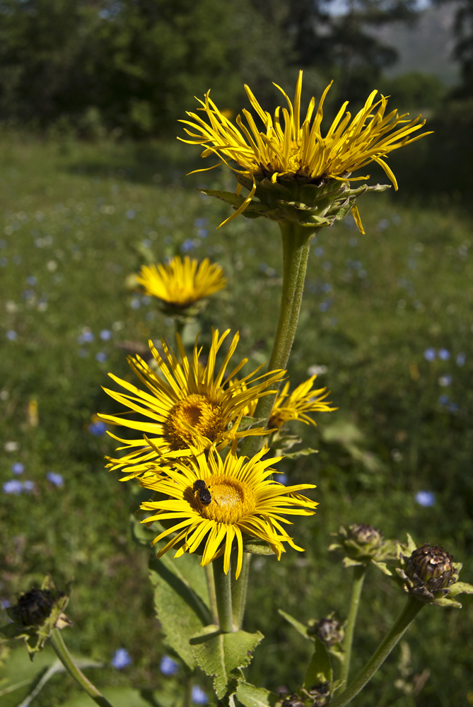 Изображение особи Inula helenium.