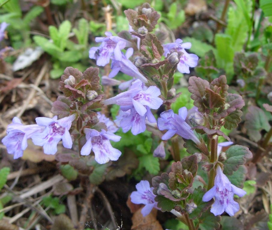 Image of Glechoma hederacea specimen.