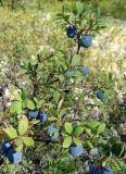 Vaccinium uliginosum