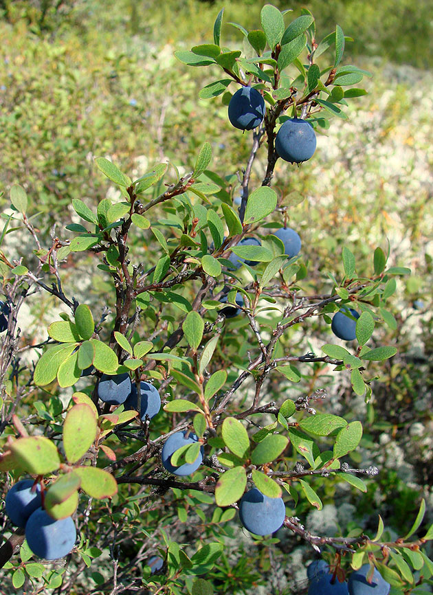 Изображение особи Vaccinium uliginosum.