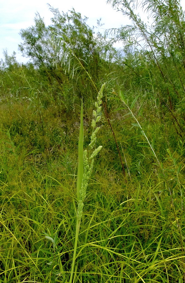 Image of Beckmannia hirsutiflora specimen.