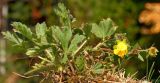 Potentilla humifusa. Выкопанное цветущее растение. Ростовская обл., Неклиновский р-н, Большенеклиновское с/п, дол. р. Сарматская. 18.04.2013.