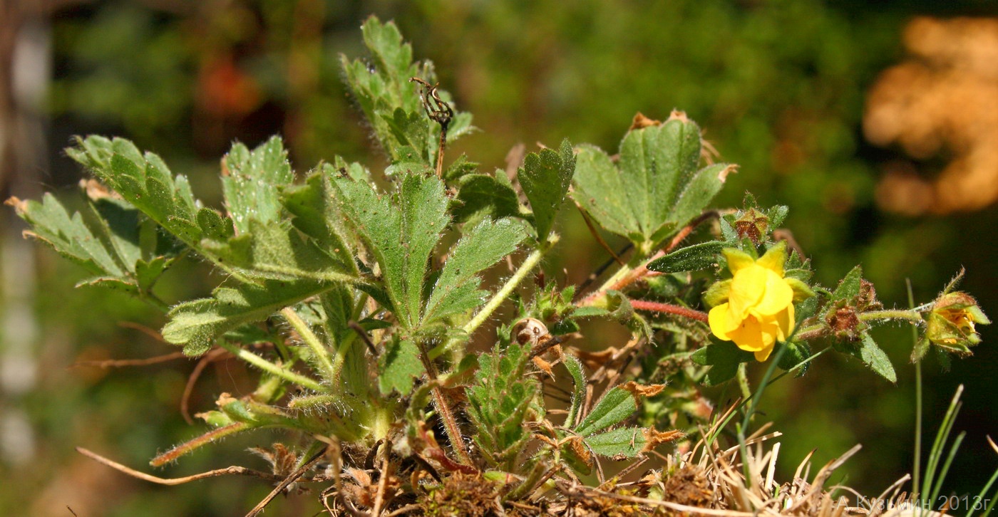 Изображение особи Potentilla humifusa.