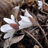 Hepatica asiatica. Цветки (белая форма). Приморский край, Шкотовский р-н, окр. пос. Подъяпольск. 02.05.2013.