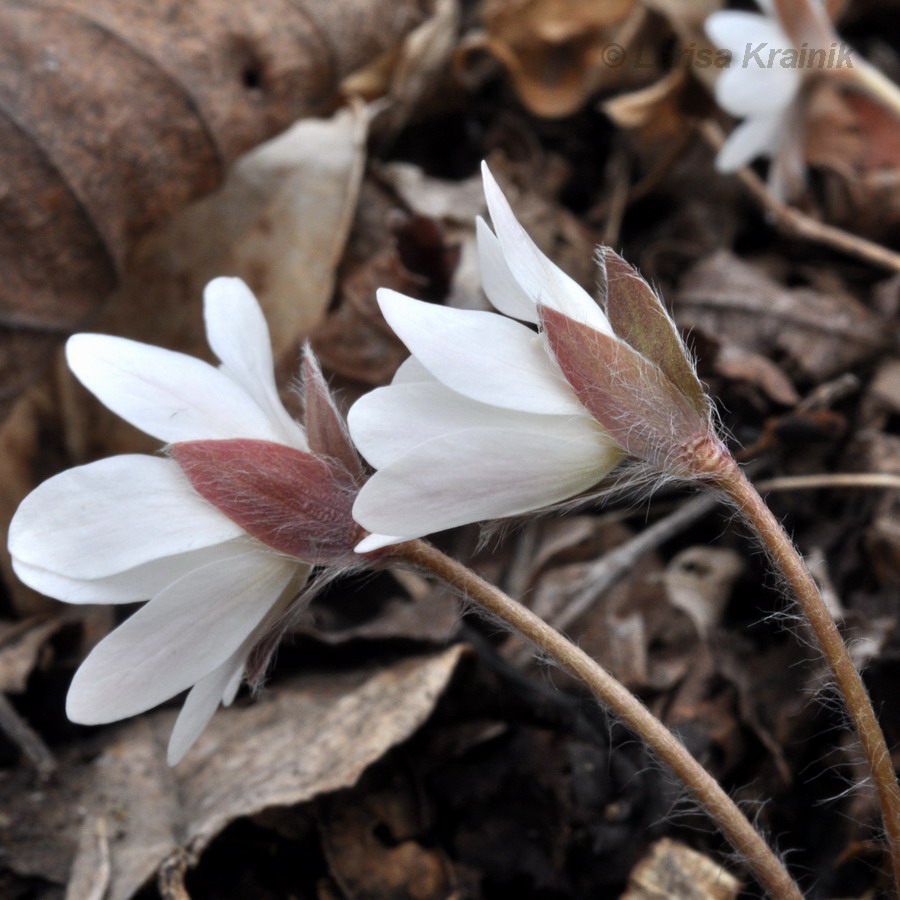 Изображение особи Hepatica asiatica.