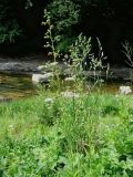 Scrophularia scopolii
