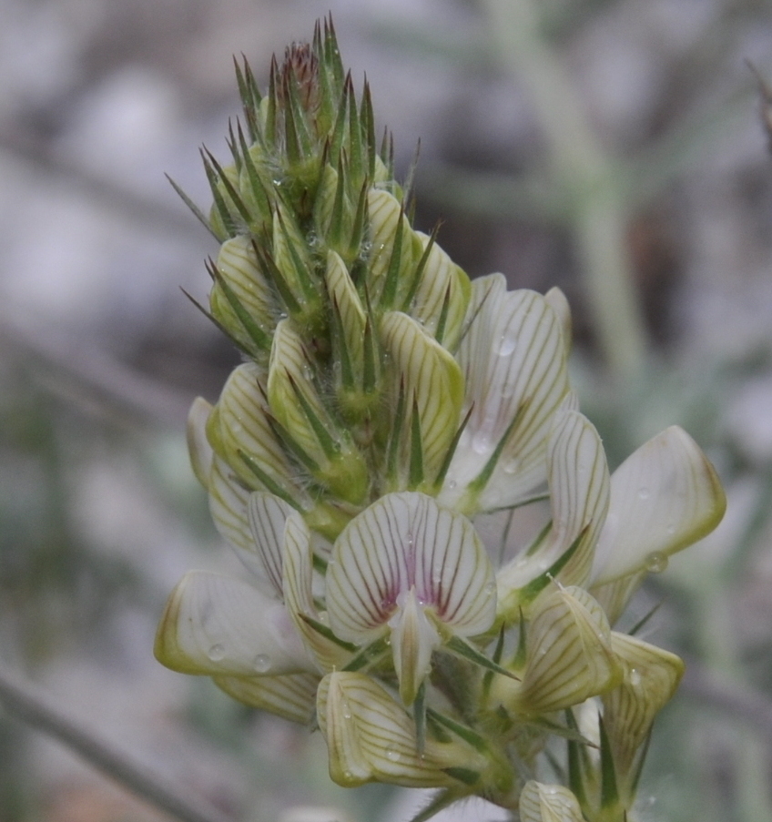 Изображение особи Onobrychis alba.